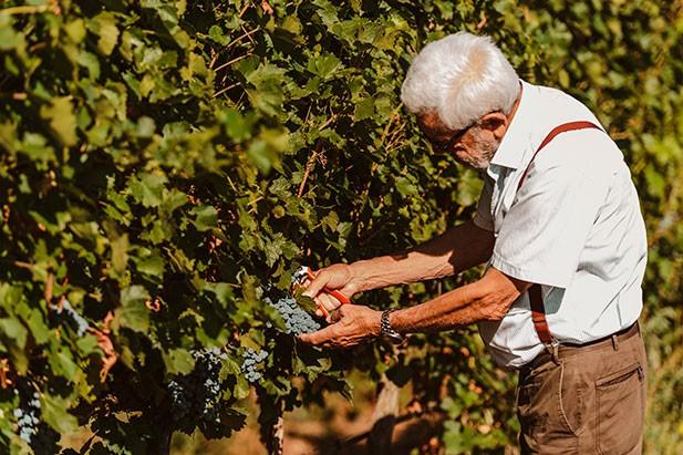Dalla scuola di Conegliano ad Alghero, la storia dei Parpinello diventata eccellenza del vino sardo
