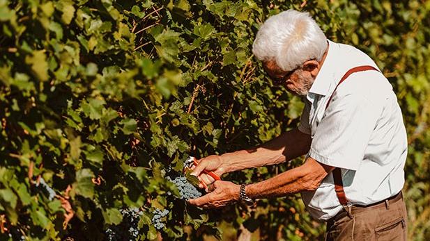Dalla scuola di Conegliano ad Alghero, la storia dei Parpinello diventata eccellenza del vino sardo
