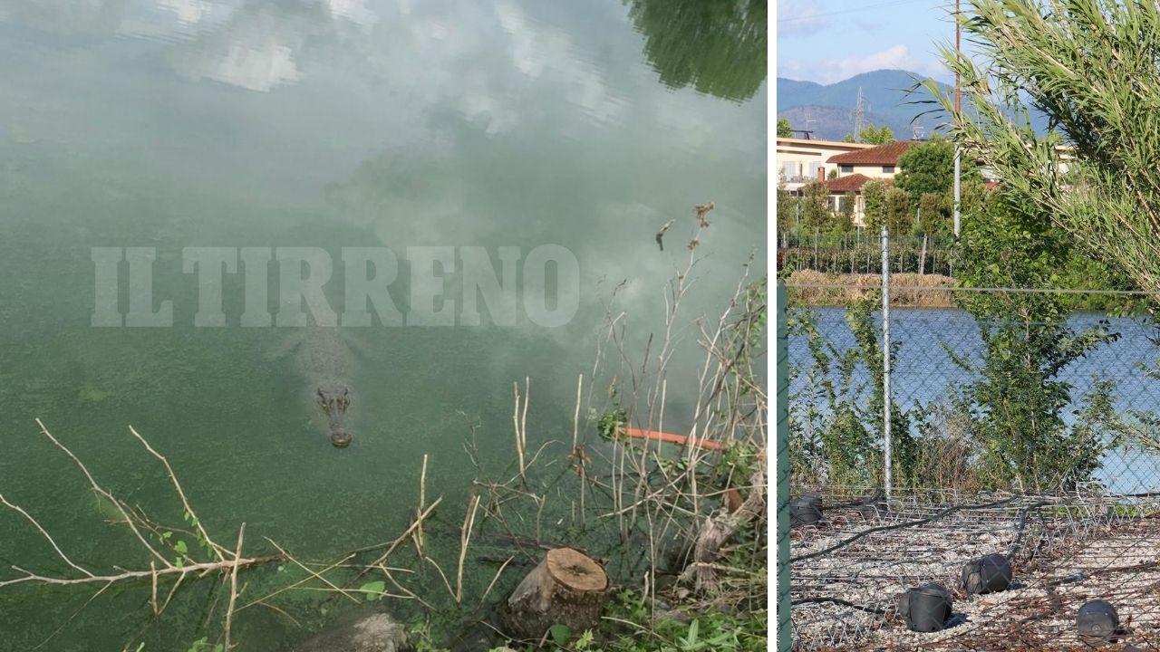 La foto con il coccodrillo fatta analizzare dai carabinieri forestali al direttore e al veterinario dello Zoo di Pistoia, a dx uno scorcio del laghetto di Masiano