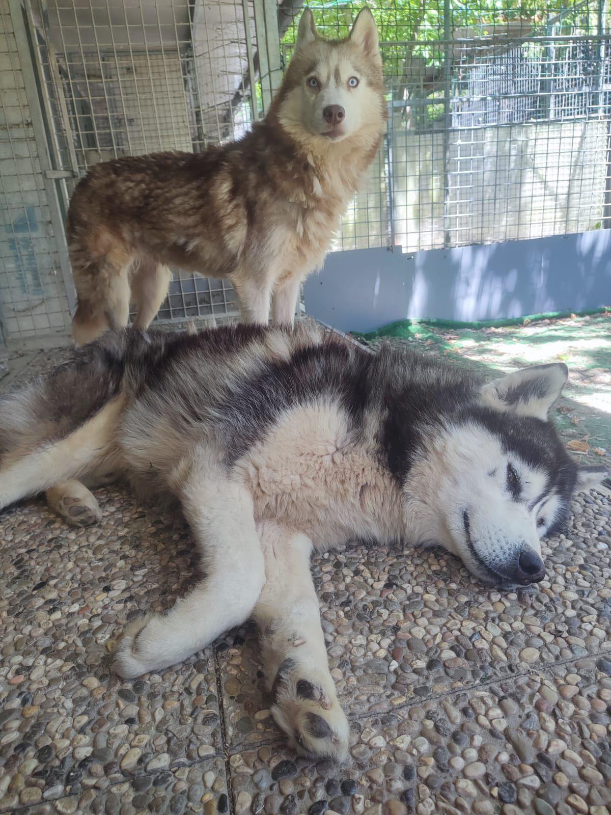 «Denutriti e terrorizzati». Cani Husky salvati da un allevamento sotto indagine: cinque arrivano a Reggio Emilia. Come aiutarli
