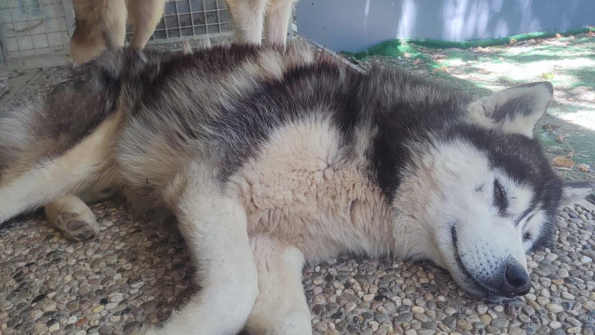 «Denutriti e terrorizzati». Cani Husky salvati da un allevamento sotto indagine: cinque arrivano a Reggio Emilia. Come aiutarli