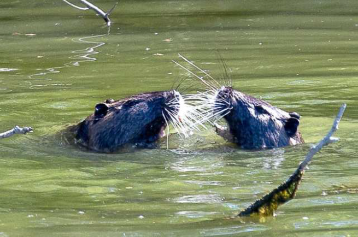 Invasione in corso: ecco le nuove specie nel Ferrarese