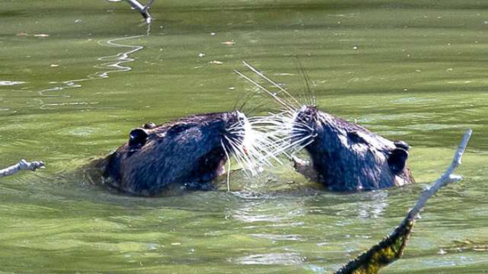 Invasione in corso: ecco le nuove specie nel Ferrarese