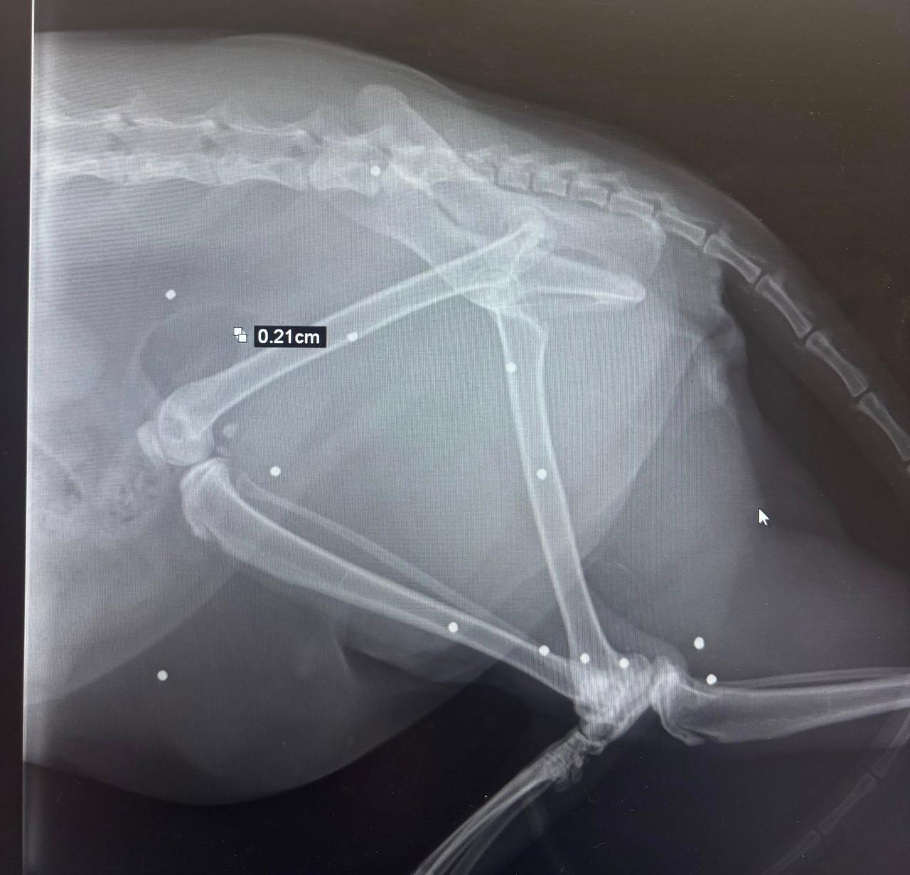 «Hanno sparato al nostro gatto». L’allarme a Leguigno