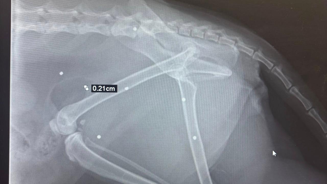 «Hanno sparato al nostro gatto». L’allarme a Leguigno