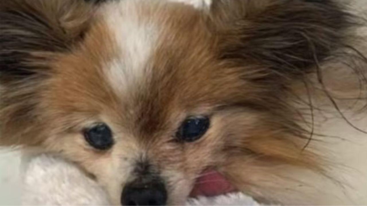 Addio al cane più vecchio del mondo