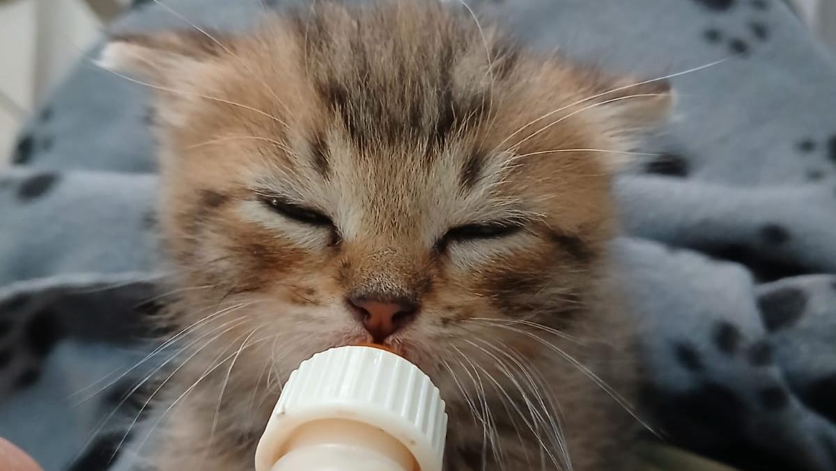 Emergenza gattini nella Bassa. L’appello: «Aiutateci ad allattare e ospitare i cuccioli»