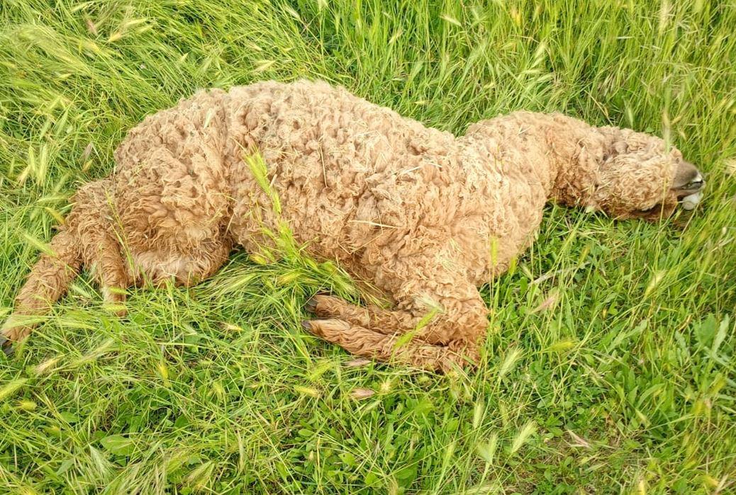 Alpaca attaccati dai lupi a Renazzo: «Tre sono morti, alzo le reti»