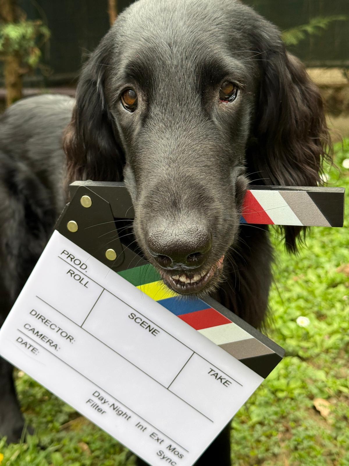 Ai Petali arriva “L’Arca di Noè”: sfilata dei cani, contest e due giorni dedicati agli animali