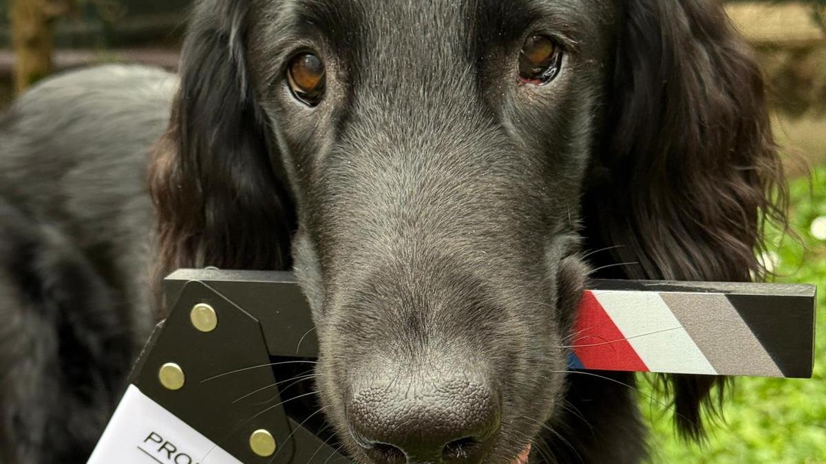 Ai Petali arriva “L’Arca di Noè”: sfilata dei cani, contest e due giorni dedicati agli animali
