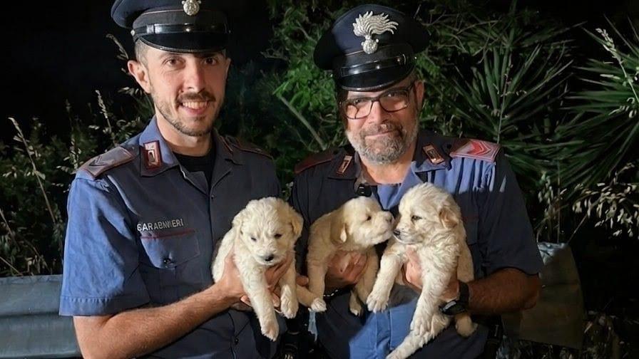 Tre cuccioli di maremmano salvati dai carabinieri: erano stati abbandonati in un sacco lungo la statale