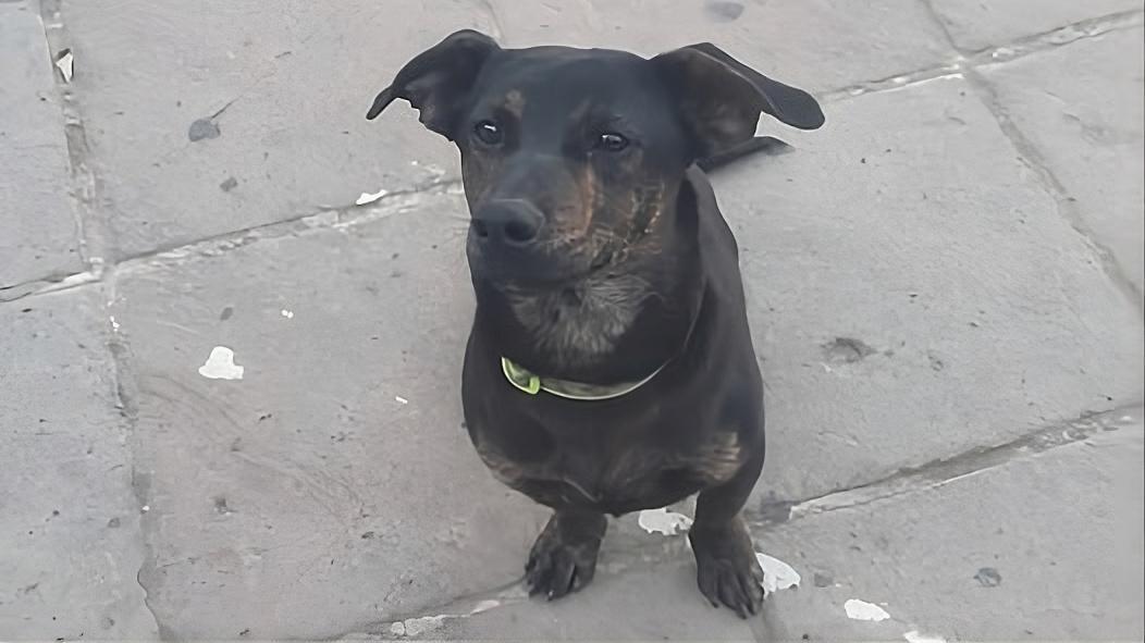 Mistero sulla morte del cane Jack: il sindaco chiede un’indagine, si ipotizza un pestaggio a bastonate