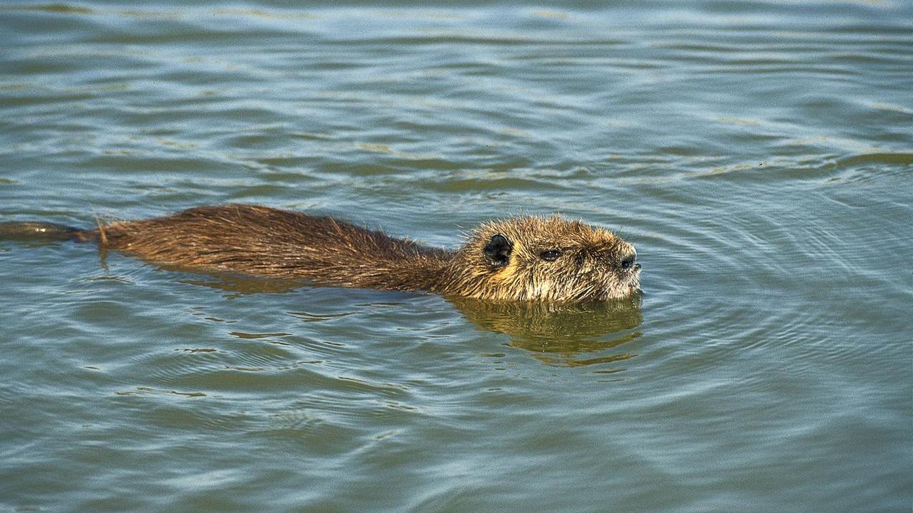 «Invasione in corso». Ecco le nuove specie