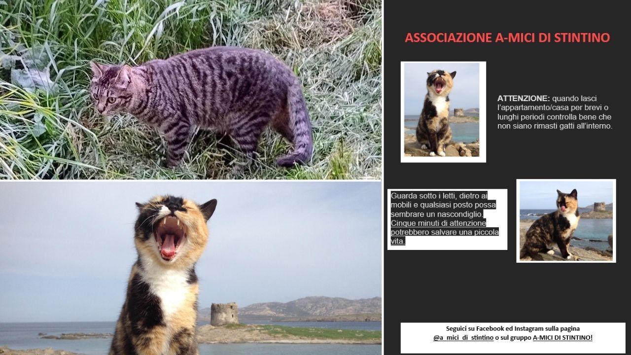 Stintino, gattina rimasta intrappolata per 20 giorni nella casa vacanze – Ecco che cosa è successo