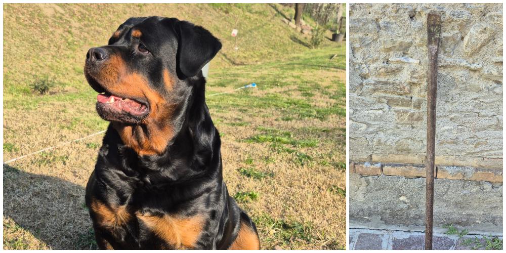 Entrano i ladri in casa a Levizzano: il cane salva madre e figlio di 11 mesi