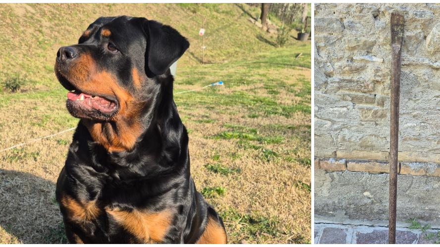 Entrano i ladri in casa a Levizzano: il cane salva madre e figlio di 11 mesi