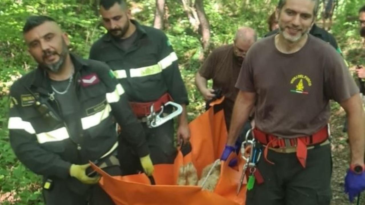 
	Il recupero della pecora (foto vigili del fuoco)

