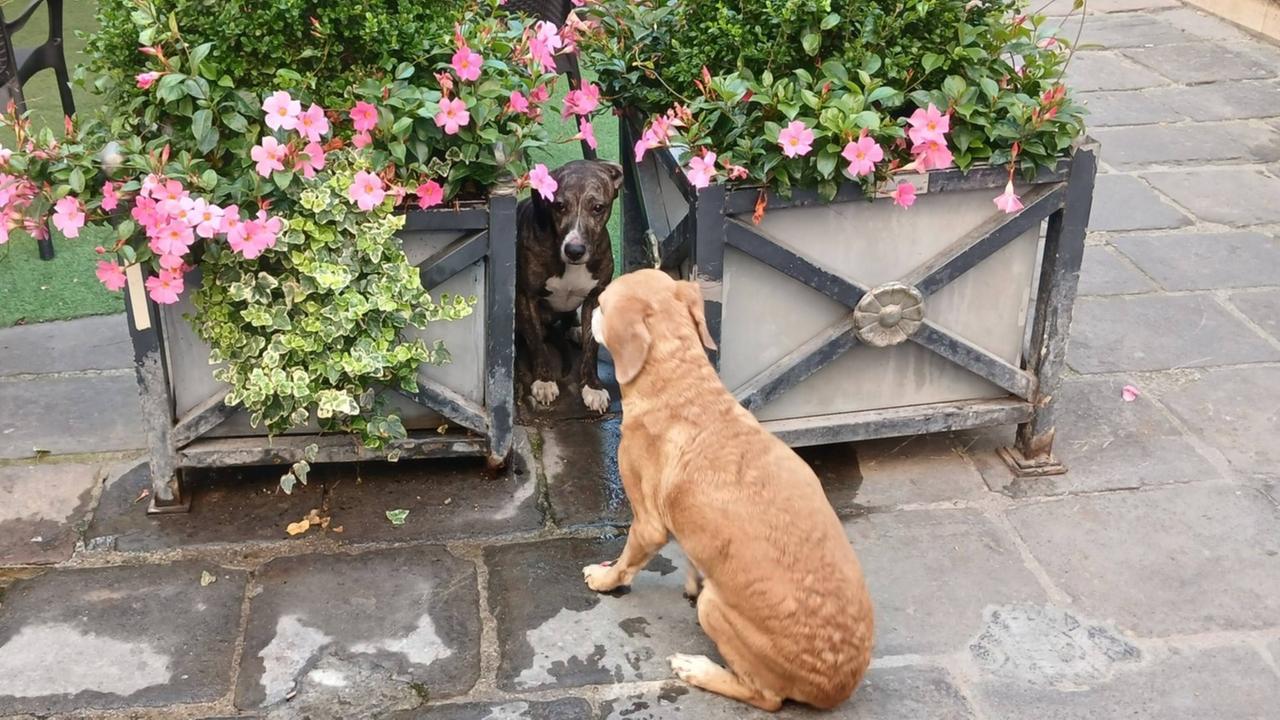 Sassari, cani vaganti per il centro: intervento della polizia locale e delle guardie zoofile