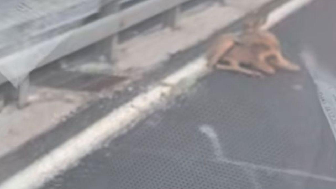 Il capriolo sulla Fi-Pi-Li (Foto da video Facebook / I Dannati della Fi-Pi-Li)