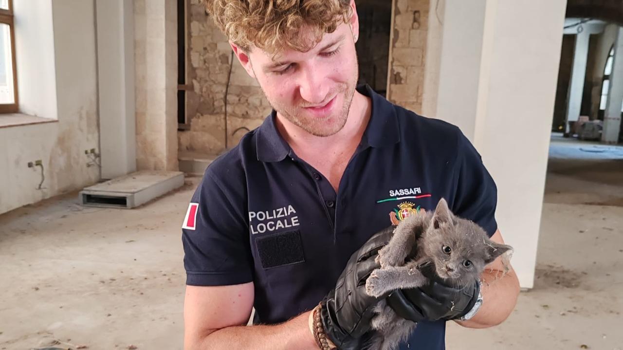 Sassari, miagolii disperati dall’ex tipografia Chiarella: salvato un gattino