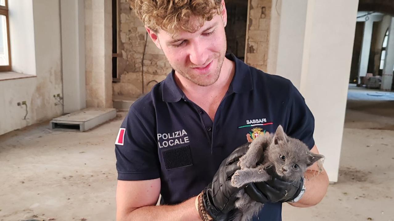 Sassari, miagolii disperati dall’ex tipografia Chiarella: salvato un gattino