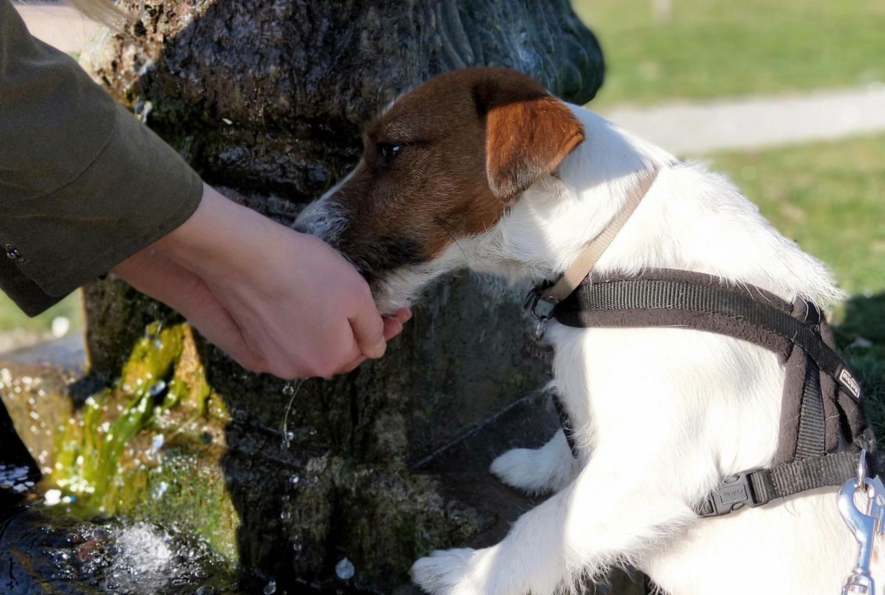 Cani e gatti soffrono il caldo più di noi: i rischi dell’ipertermia e gli errori da evitare