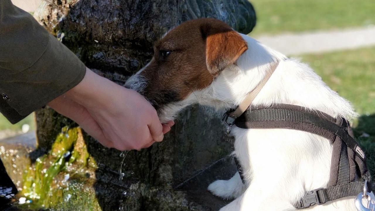Cani e gatti soffrono il caldo più di noi: i rischi dell’ipertermia e gli errori da evitare