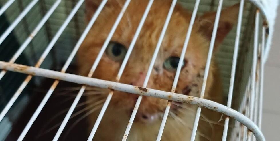Il gatto portato dal veterinario