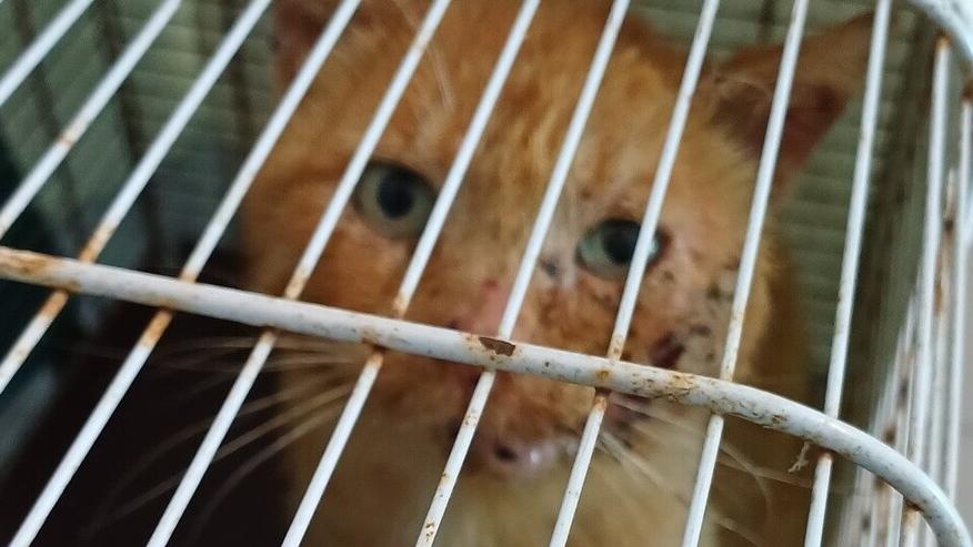 Il gatto portato dal veterinario