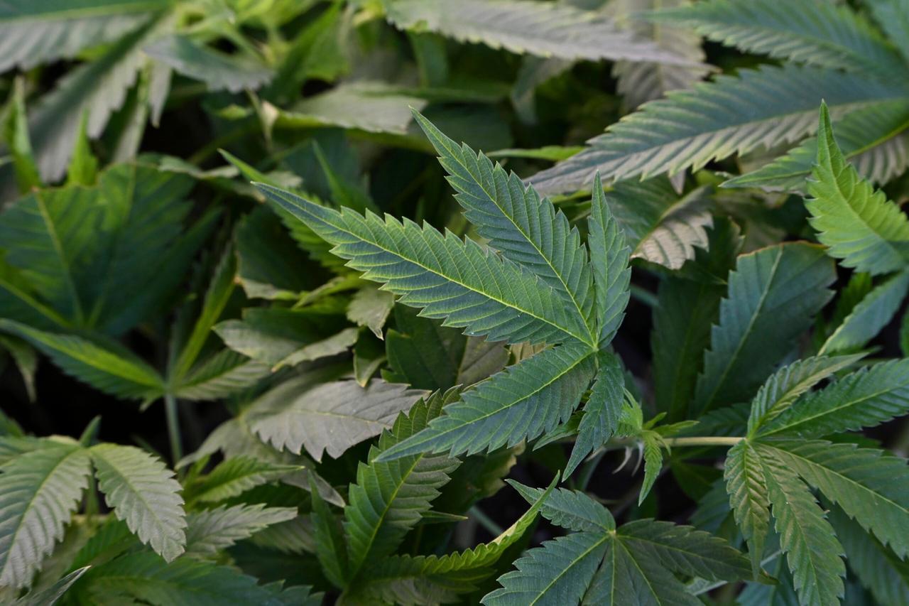 Cannabis e legalizzazione: restano posizioni distanti