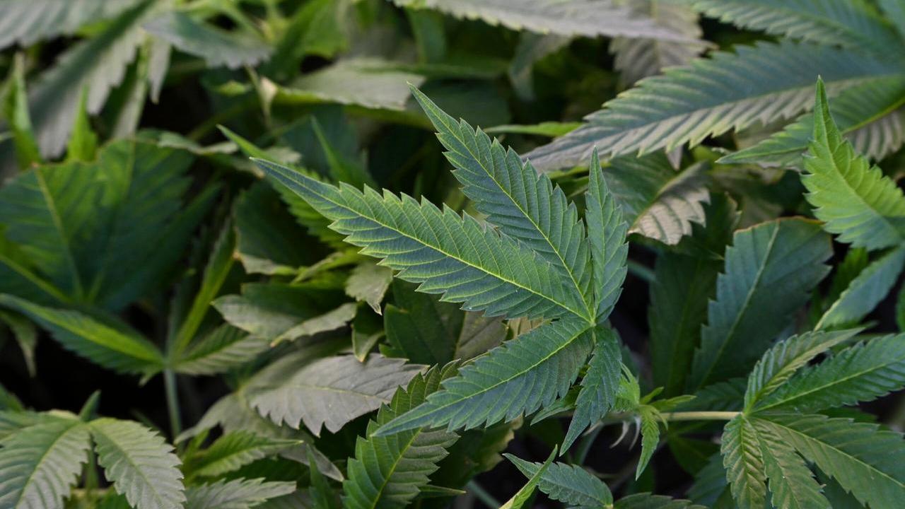 Cannabis e legalizzazione: restano posizioni distanti