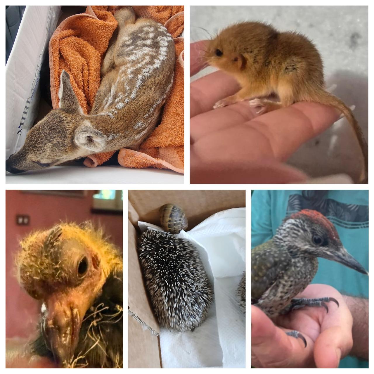 Sos cuccioli e piccoli di volatile: 100 soccorsi in un mese