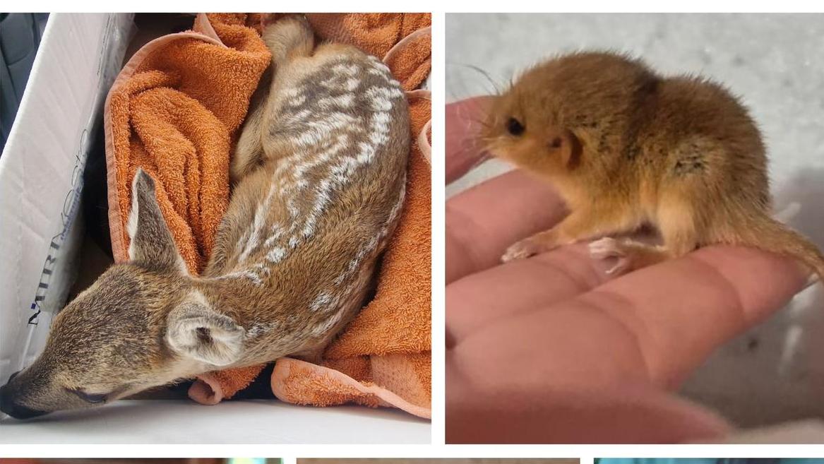 Sos cuccioli e piccoli di volatile: 100 soccorsi in un mese