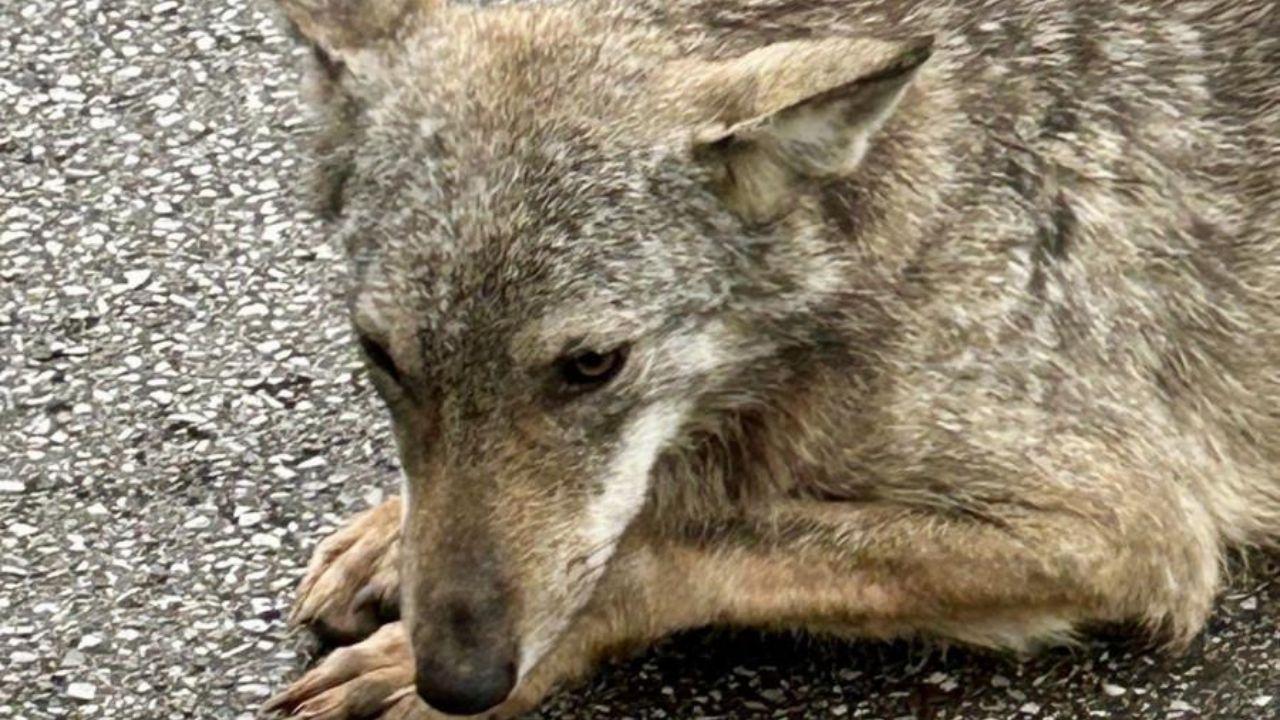 Il cucciolo di lupo salvato dal poliziotto