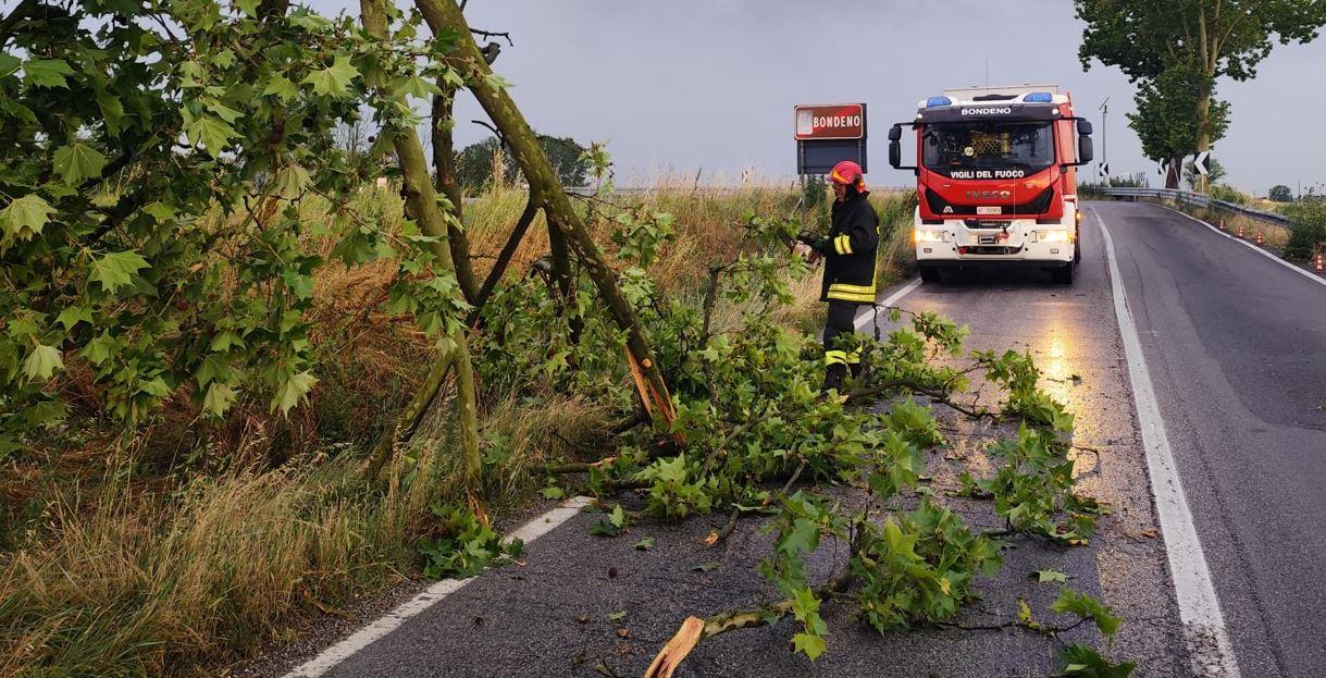 Maltempo, allagamenti e alberi caduti nell’Alto Ferrarese