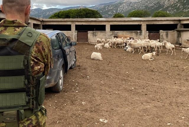 Percepivano indebitamente fondi agricoli, tre allevatori nei guai per truffa e falso ideologico: cosa è successo