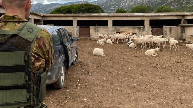 Percepivano indebitamente fondi agricoli, tre allevatori nei guai per truffa e falso ideologico: cosa è successo