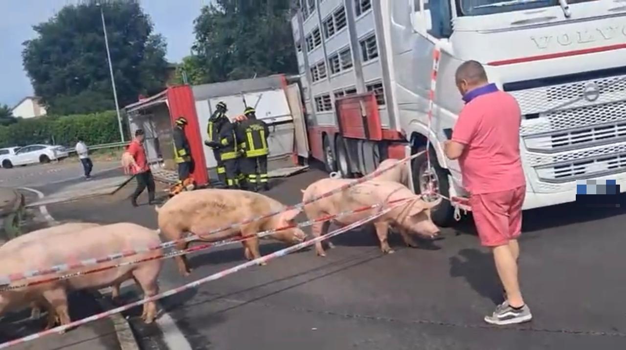 Si ribalta un camion trasporto maiali sulla via Emilia a Calerno
