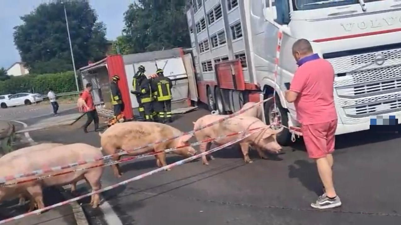 Si ribalta un camion trasporto maiali sulla via Emilia a Calerno