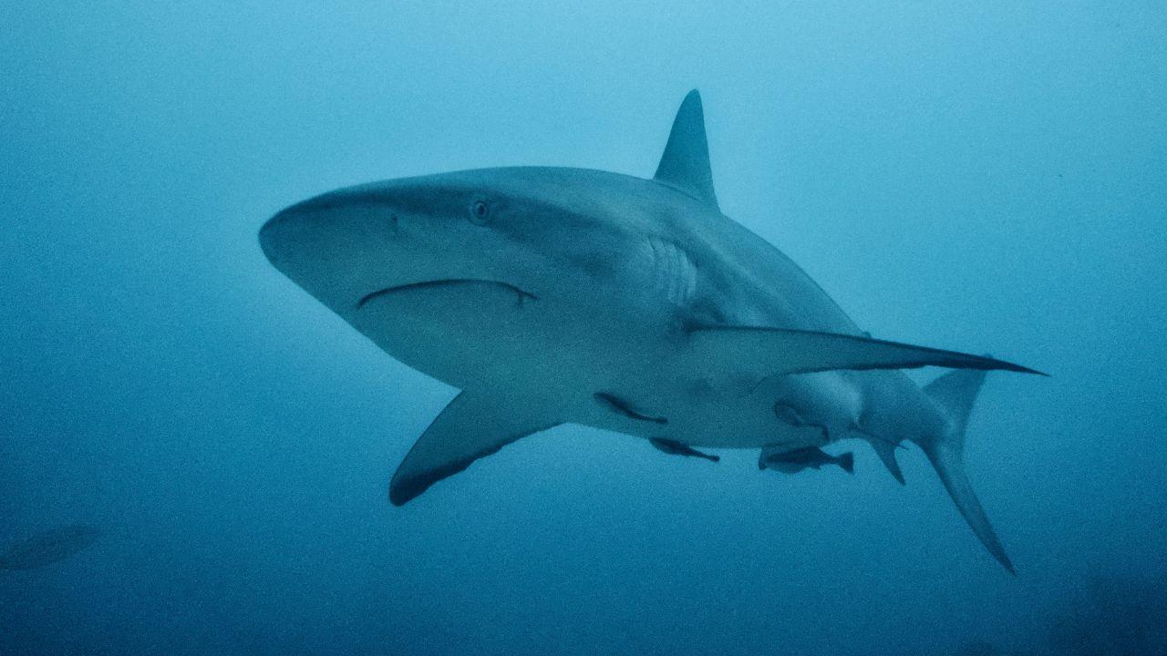 L'uomo ucciso da uno squalo