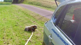 Lo credono morto in un canale, ma è ancora vivo: cane salvato a Sant’Antonino