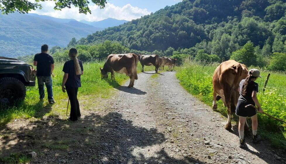 
	Una delle fasi della transumanza

