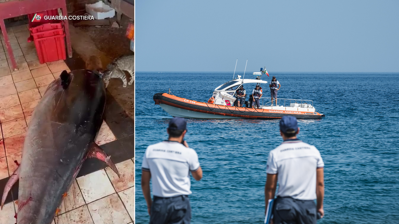 Maxi blitz contro il mercato nero del tonno: sequestrati 800 chili di pesce e sanzioni per oltre 15mila euro