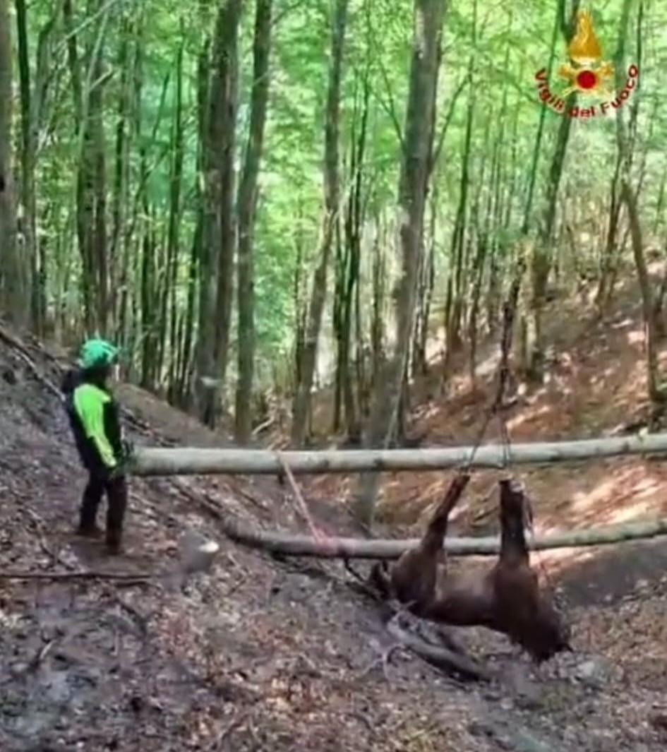 Ventasso, salvato il cavallo precipitato nel dirupo: recuperato con l'elicottero dopo oltre un giorno di lavoro