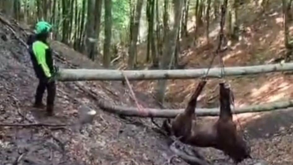 Ventasso, salvato il cavallo precipitato nel dirupo: recuperato con l'elicottero dopo oltre un giorno di lavoro