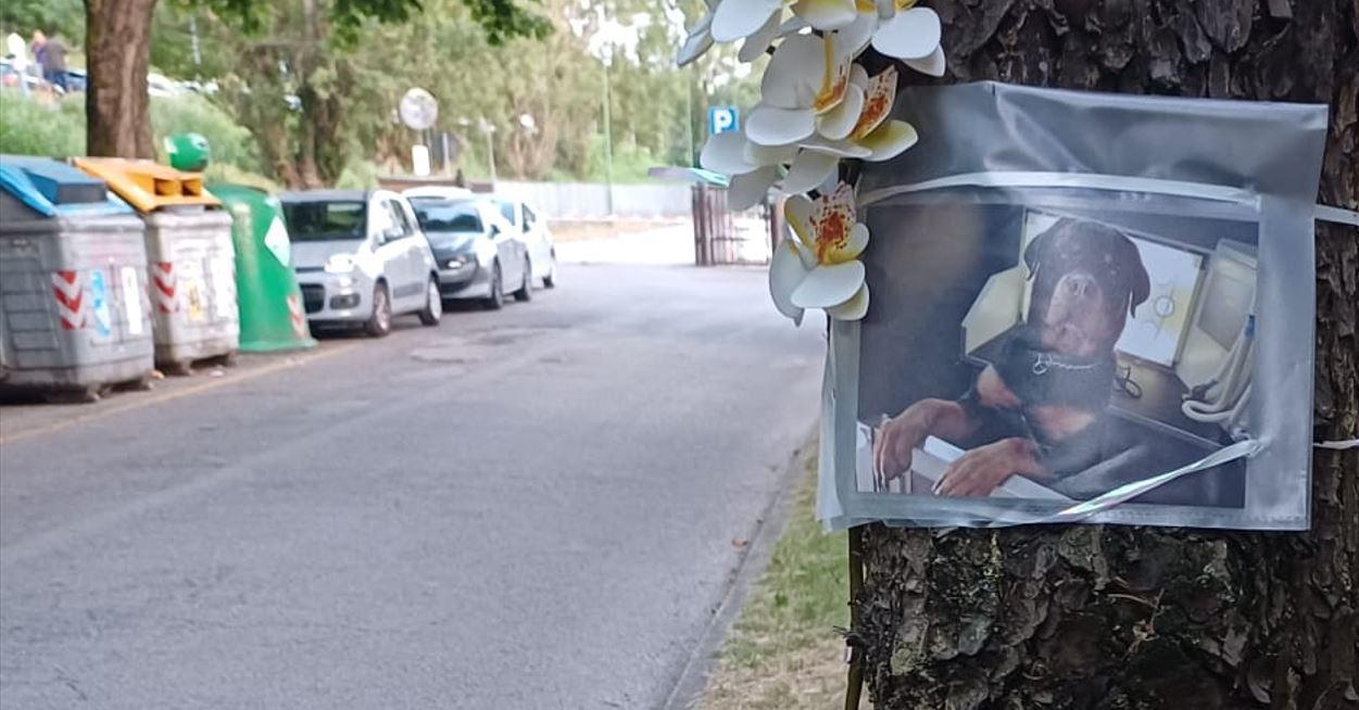 Ferrara, cane lecca nell’immondizia e muore: «Avvelenato con un ratticida»