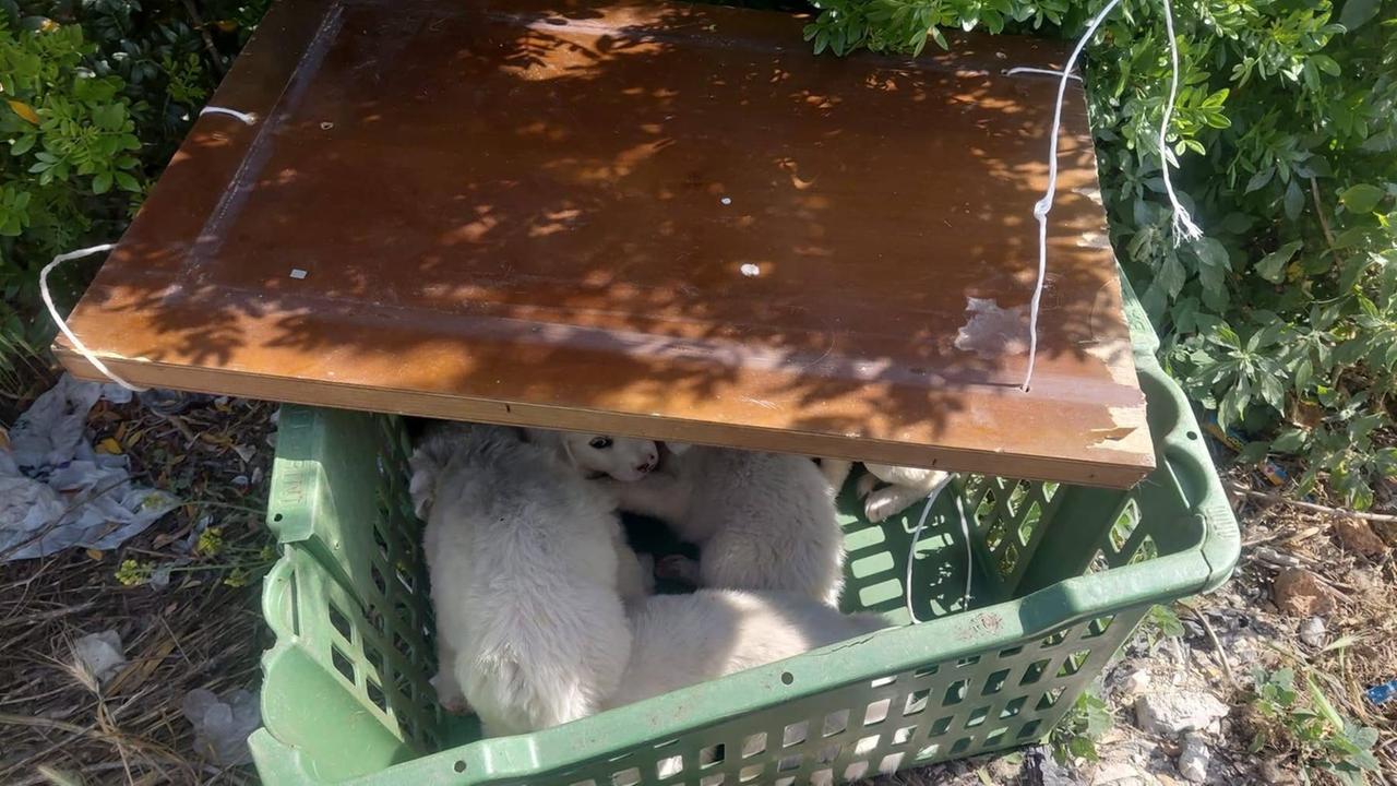 Sassari, chiuse in una cesta e abbandonate al sole: salvate cinque sorelline di maremmano