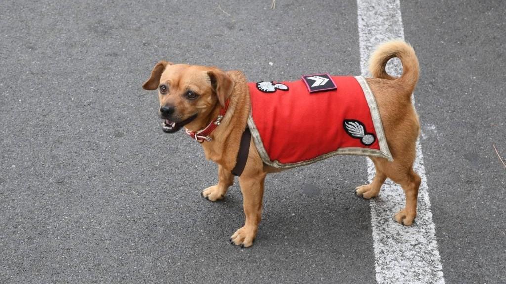 Festa della Repubblica, l’ultima parata per Briciola: la mascotte dei Carabinieri va in pensione