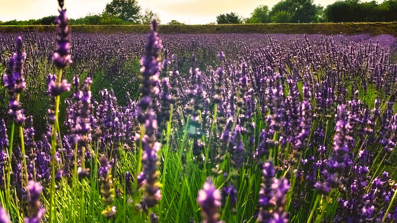 
	Un campo di lavanda a Massarosa

