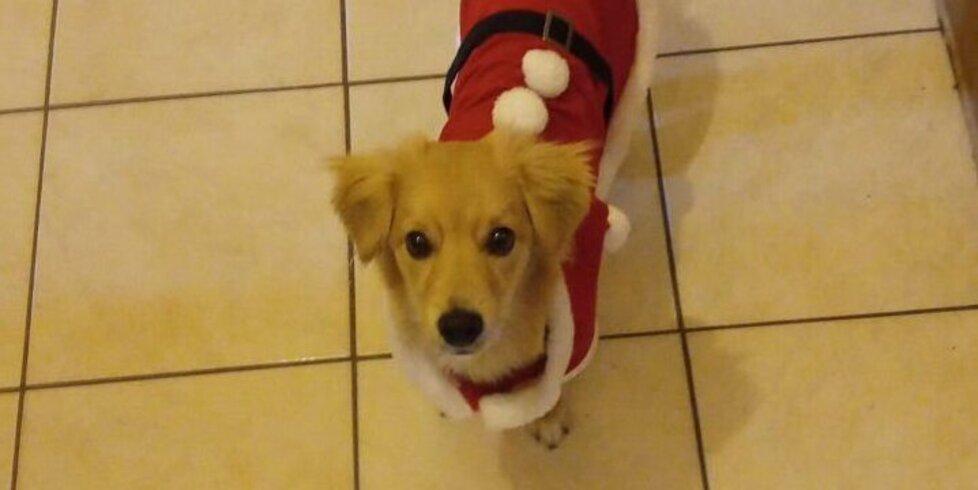 Fiorano, caccia all’auto pirata: «Ha ucciso il mio cane, io sono finito all’ospedale»